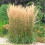 Calamagrostis acutiflora Karl Foerster 2L 1