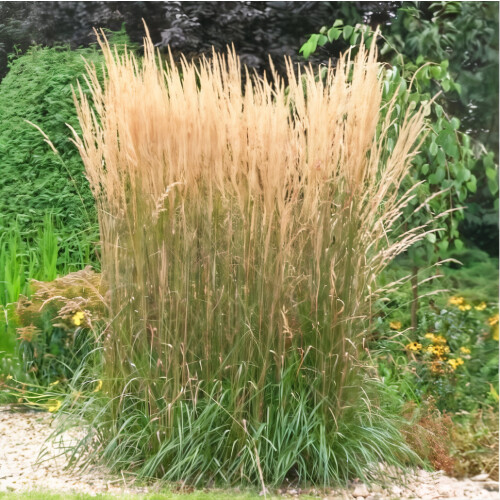 Calamagrostis acutiflora Karl Foerster 2L