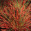 Festuca Walberla 1L 1