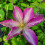 Clematis  Asao 1L 2