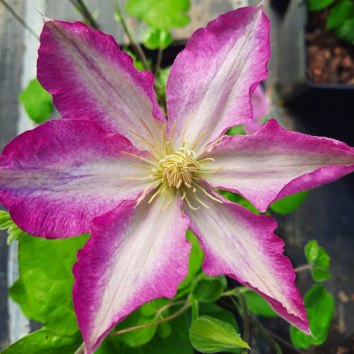 Clematis  Asao 1L 2