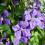 Clematis Jackmani 2L 3
