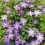Clematis  Stefan Franczak 1L 3