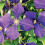 Clematis Jackmani 2L 4