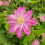 Clematis  Asao 1L 4