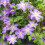 Clematis  Stefan Franczak 1L 4