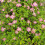 Clematis  Asao 1L 5