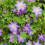 Clematis  Stefan Franczak 1L 5