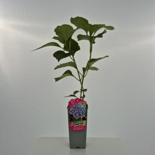Hortensja Renate ogrodowa 2L 1