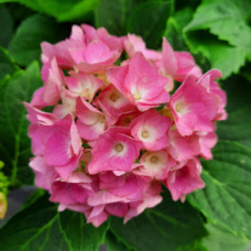 Hortensja Renate ogrodowa 2L 2