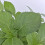 Hortensja Renate ogrodowa 2L 5