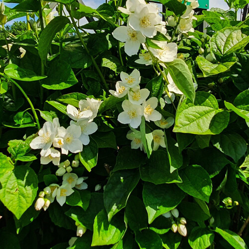Pfeifensträucher Rosace 1L 2
