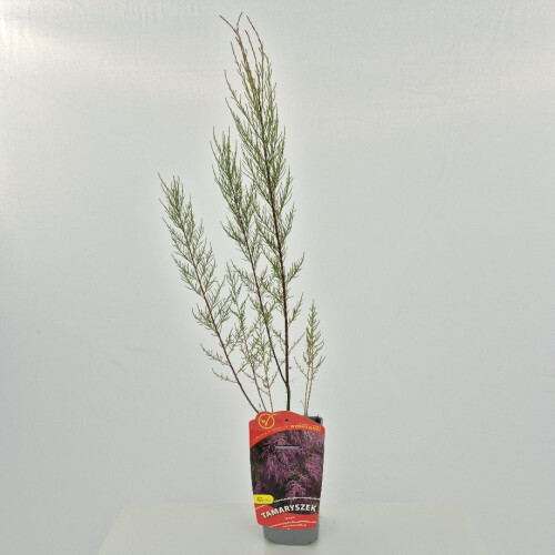 Tamaryszek 1L 1