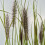 Pennisetum alopecutoides Red Head 1L 3