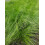 Ostnica Mocna Pony Tails 1L 4