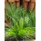 Ostnica Mocna Pony Tails 1L 5