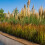 Imperata cylindryczna Red Baron 1L 3