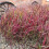 Imperata cylindryczna Red Baron 1L 5
