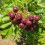 Vogelbeerbaum (Sorbus aucuparia) Titan 2L 1
