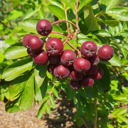Vogelbeerbaum (Sorbus aucuparia) Titan 2L