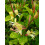 Wiciokrzew Aureoreticulata japoński 2L 4