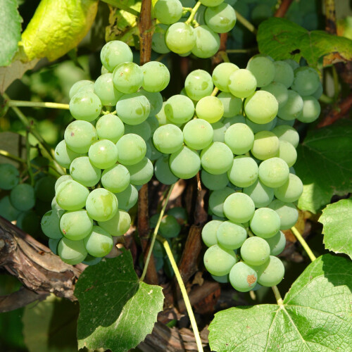 Winorośl Ontario 2L 1
