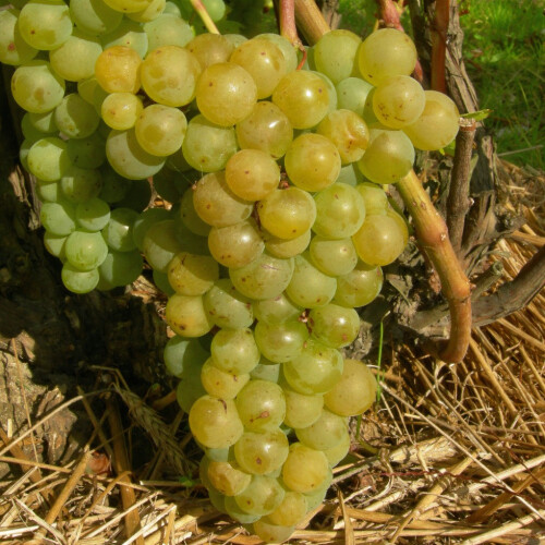 Winorośl Seyval Blanc 2L 2