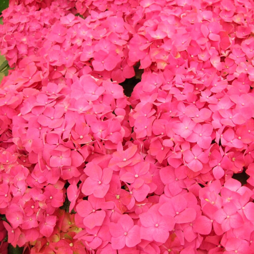 Hortensja Masja ogrodowa 2L 2