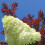 Hortensja Polar Bear bukietowa 2L 5