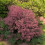 Perückenstrauch Rubrifolius 2L 1
