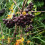 Vogelbeerbaum Likjornaja 2L 4