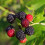 Malina czarna Black Jewel 2L 3