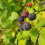 Malina czarna Black Jewel 2L 4