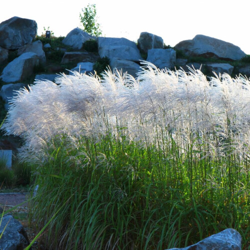 Miskant chiński Memory 2L