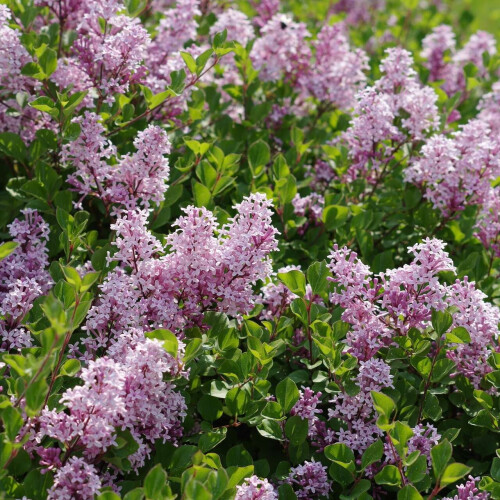 Lilas Palibin 2L