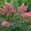 Hortensja Wim's Red (PBR) bukietowa 2L 1