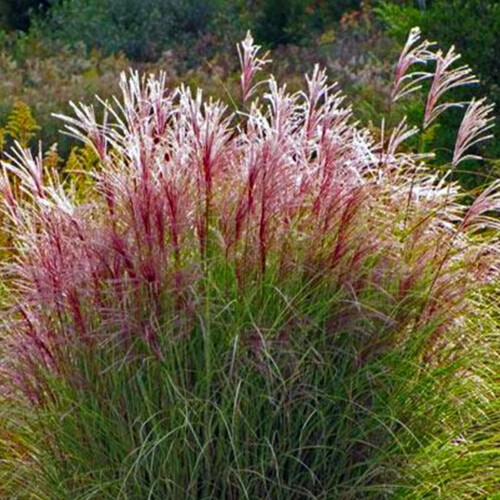 Miskant chiński Morning Light 2L