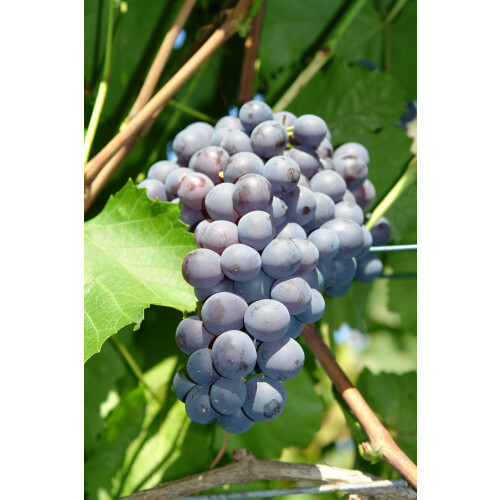 Weinrebe Agat Donski 2L 1