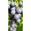 Weinrebe Agat Donski 2L 3