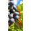 Weinrebe Agat Donski 2L 4
