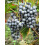 Weinrebe Agat Donski 2L 5