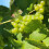 Winorośl Cayuga White 2L 3