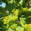 Winorośl Cayuga White 2L 4