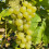 Weinrebe Interlaken (kernlos) 2L 5