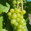 Winorośl Cayuga White 2L 5