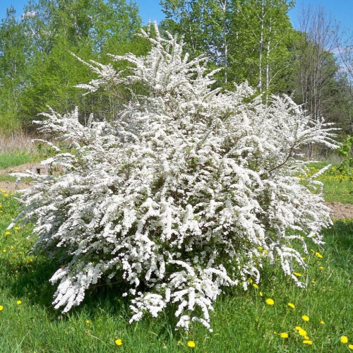 Tawuła szara Grefsheim 1L