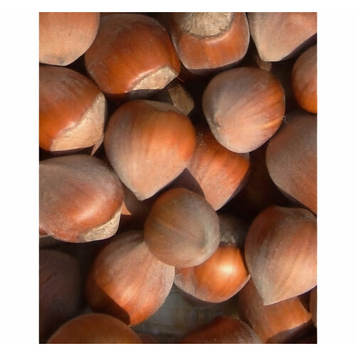 Haselnuss Barbakan 2L