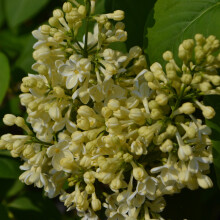 Gemeine Flieder Primrose 2L