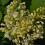 Gemeine Flieder Primrose 2L 1