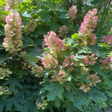 Hortensia Burgundy 2L